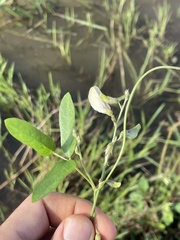 Neustanthus phaseoloides