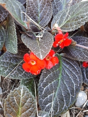Episcia cupreata
