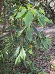 Syngonium angustatum