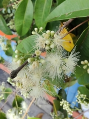 Syzygium