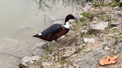 Anas platyrhynchos × Cairina moschata