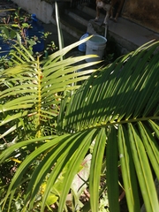Dypsis lutescens