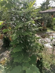 Jacaranda mimosifolia