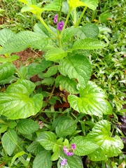 Stachytarpheta jamaicensis