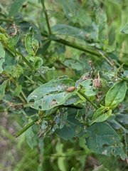 Galerucella calmariensis