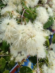 Syzygium