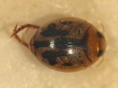 Desmopachria dispersa