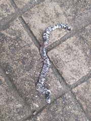 Amphisbaena fuliginosa