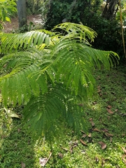 Delonix regia