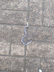 Amphisbaena fuliginosa