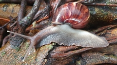 Lissachatina