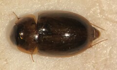 Enochrus blatchleyi