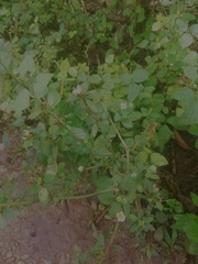 Melochia corchorifolia