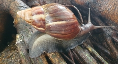 Lissachatina
