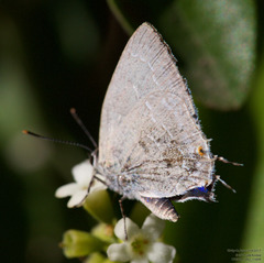 Strephonota tephraeus