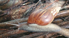 Lissachatina