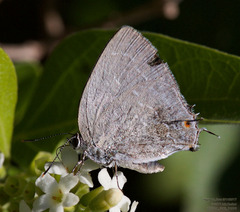 Strephonota tephraeus