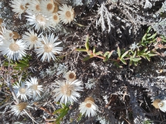 Helichrysum retortum