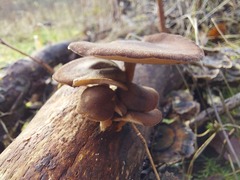 Lentinus brumalis