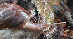 Lissachatina
