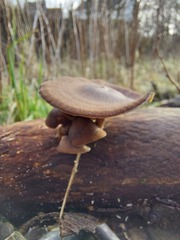 Lentinus brumalis
