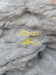 Candelariella aurella