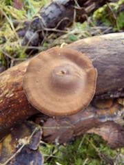 Lentinus brumalis