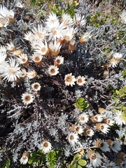 Helichrysum retortum
