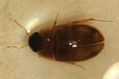 Enochrus grossi