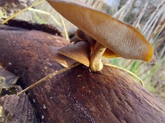 Lentinus brumalis