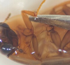 Enochrus grossi