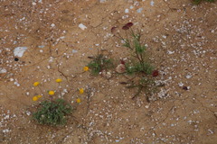 Lasiospermum pedunculare