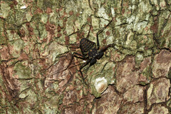 Phrynus whitei