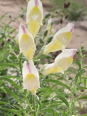 Antirrhinum siculum