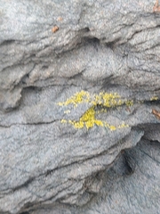 Candelariella aurella