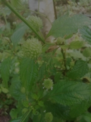 Hyptis capitata