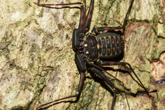 Phrynus whitei