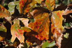 Apiognomonia errabunda