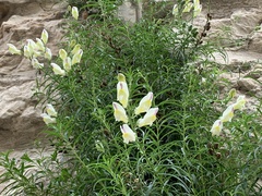 Antirrhinum siculum