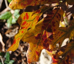 Apiognomonia errabunda