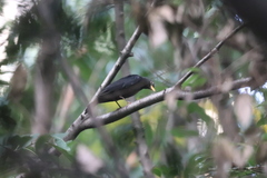 Turdus mandarinus