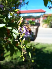 Duranta erecta