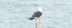 Larus dominicanus