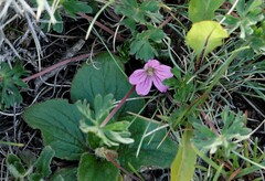 Geranium sessiliflorum