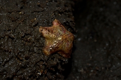 Aquilonastra