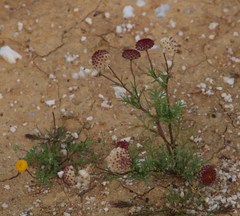 Lasiospermum pedunculare
