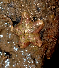 Aquilonastra