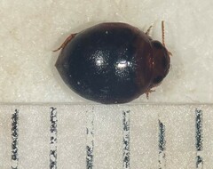 Hydrovatus hornii