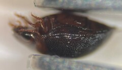Hydrovatus hornii