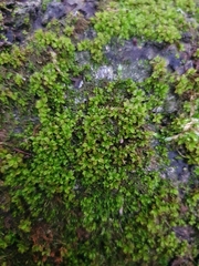 Syntrichia latifolia